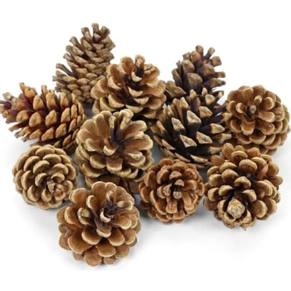 Kozalak 6 Lı
