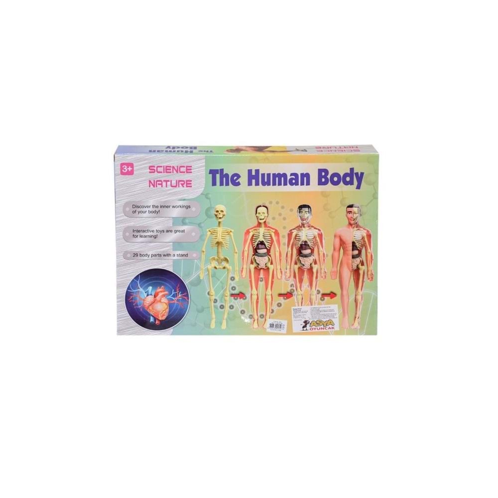 Asya Oyuncak Human Body Kutulu İnsan Vücudu 3302