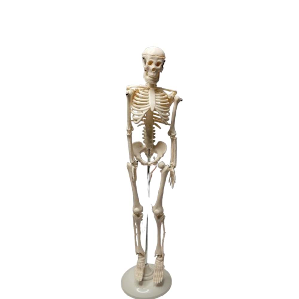 İskelet Modeli 42Cm
