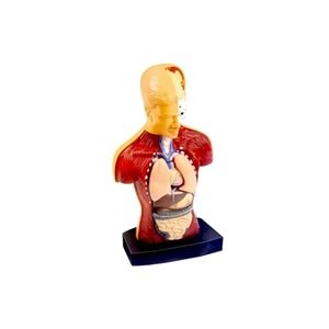 Human Body Kutulu İnsan Vücudu 3301