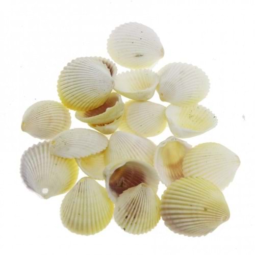 Deniz Kabuğu Askılı D3916