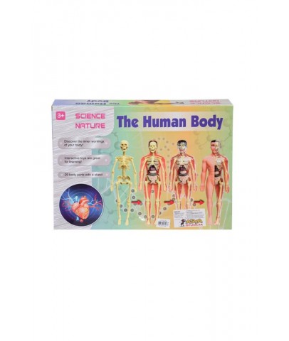 Asya Oyuncak Human Body Kutulu İnsan Vücudu 3302