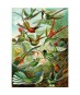 Ks Games Puzzle 1500 Hummingbirds