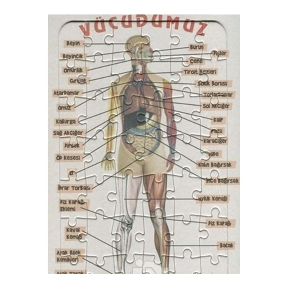 Ema Yap-Boz İnsan Vücudu 25x35 /Eleleilkadım