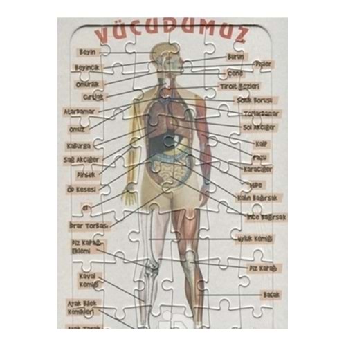Ema Yap-Boz İnsan Vücudu 25x35 /Eleleilkadım