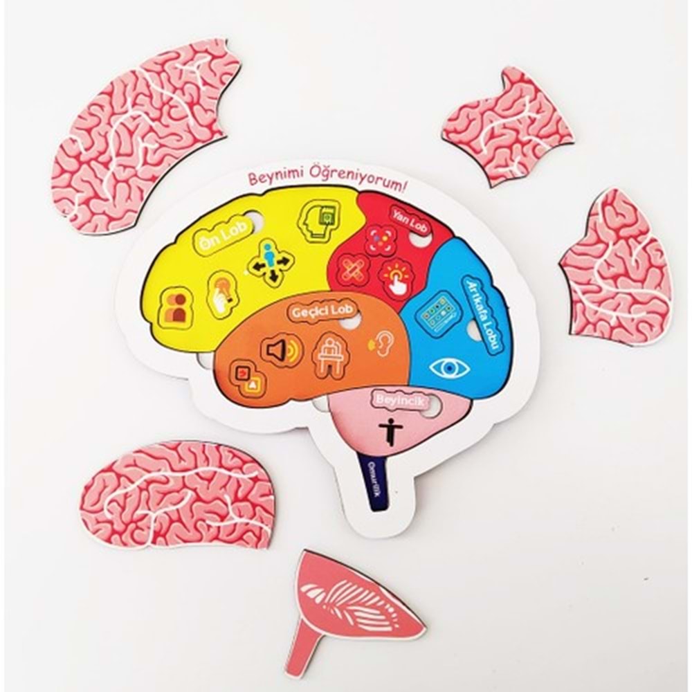 Moon Beavers Beynimi Öğreniyorum Ahşap Eğitici Oyun