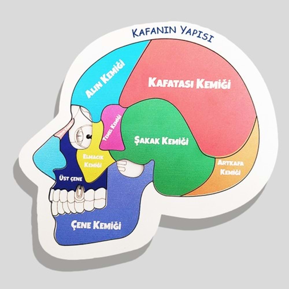 Moon Beavers Kafanın Yapısı Ahşap Eğitici Oyun