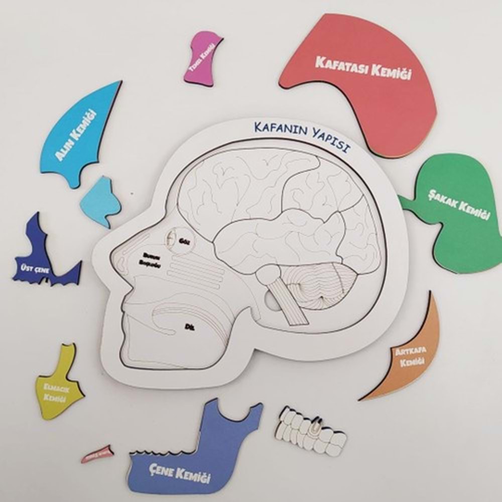 Moon Beavers Kafanın Yapısı Ahşap Eğitici Oyun