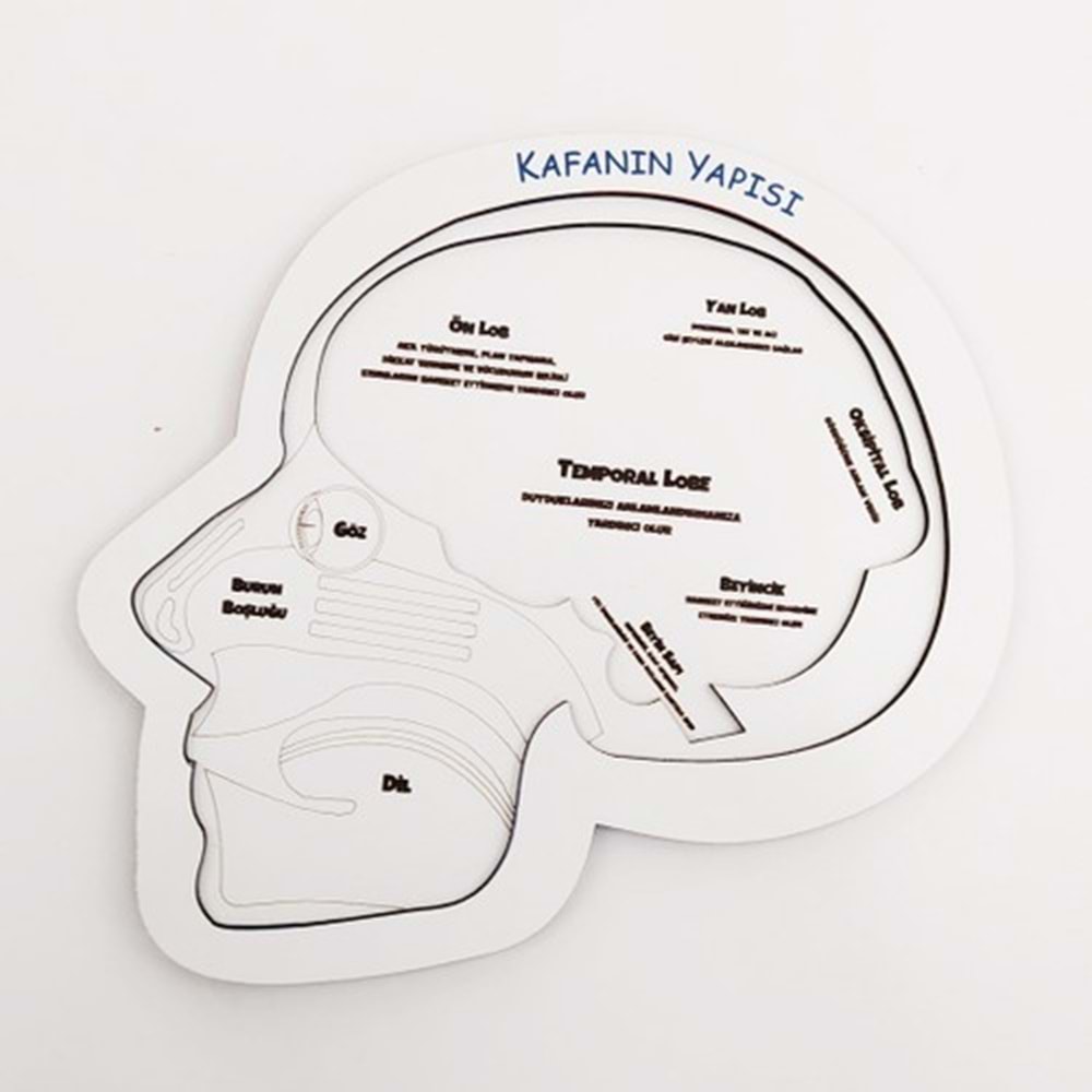 Moon Beavers Kafanın Yapısı Ahşap Eğitici Oyun