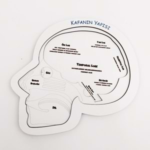 Moon Beavers Kafanın Yapısı Ahşap Eğitici Oyun