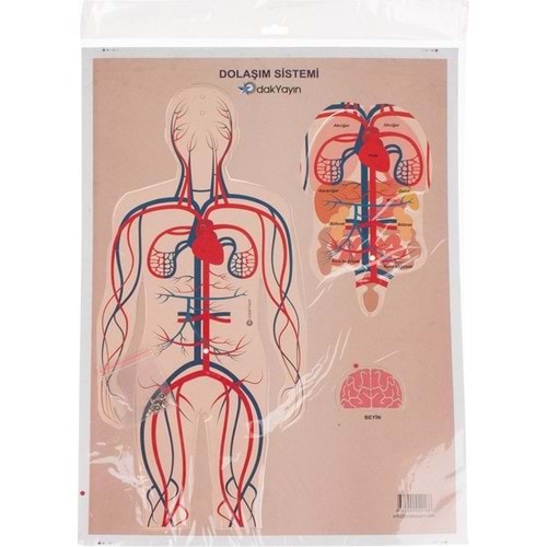 Odak Dolaşım Sistemi