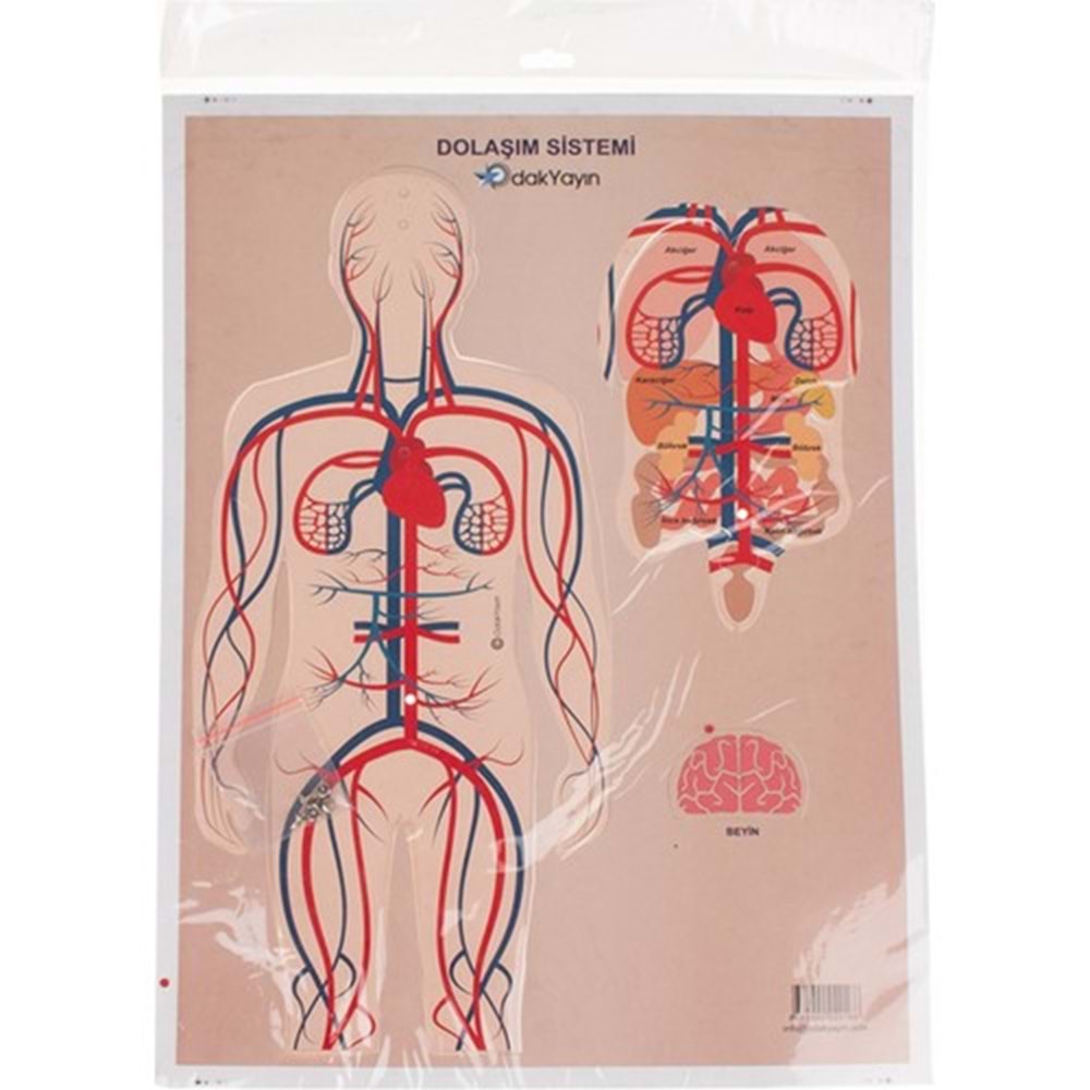 Odak Dolaşım Sistemi