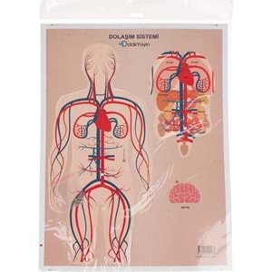 Odak Dolaşım Sistemi