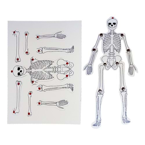 Anadolu Hareketli İskelet 35Cm Mukavva (1 Adet)