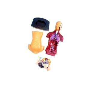 Human Body Kutulu İnsan Vücudu 3301