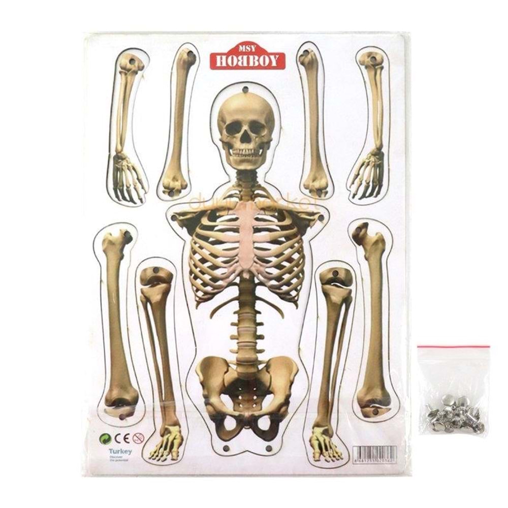 Hareketli Ahşap İskelet Modeli