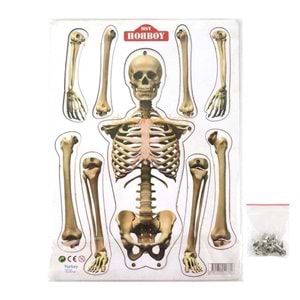 Hareketli Ahşap İskelet Modeli