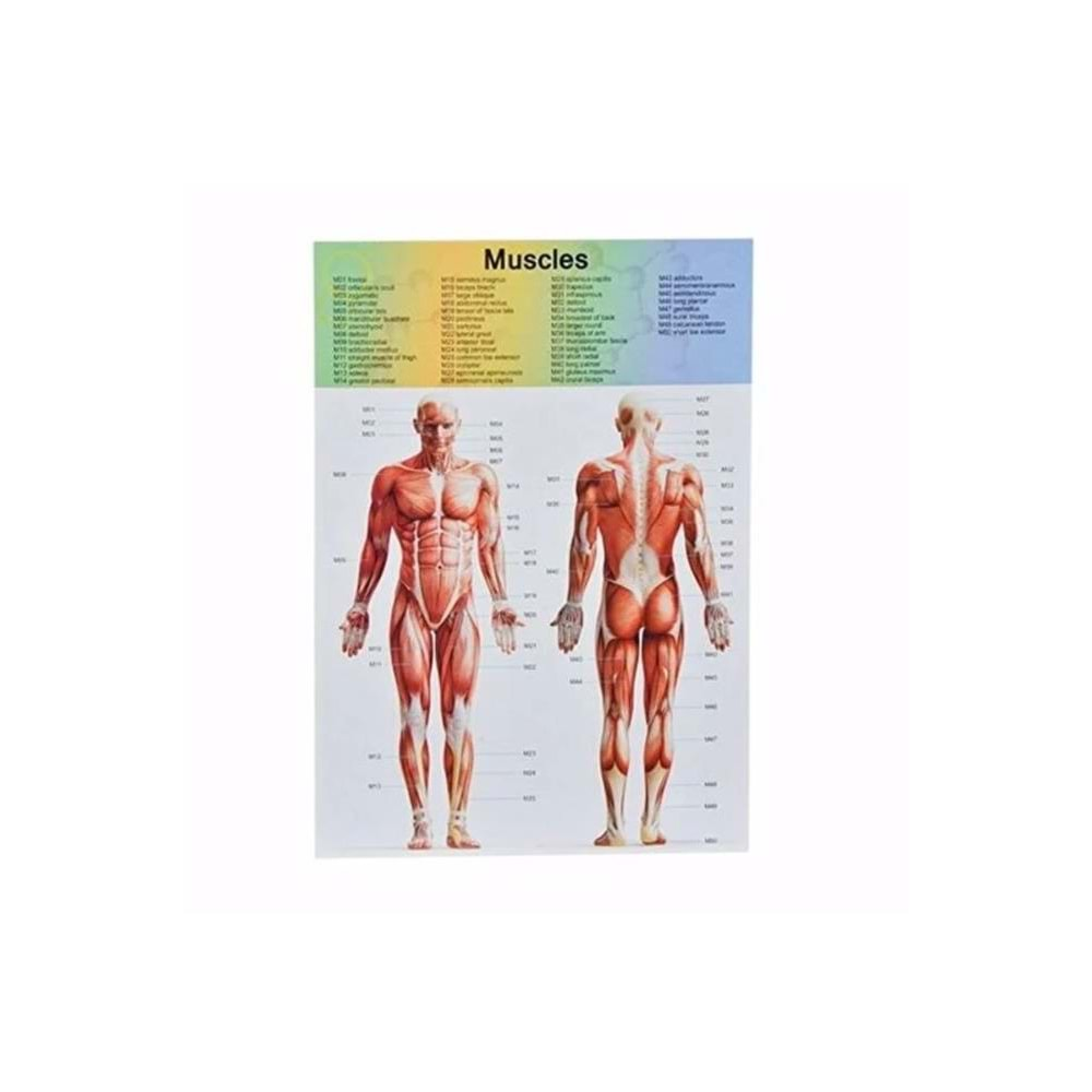 Asya Oyuncak Human Body Kutulu İnsan Vücudu 3305