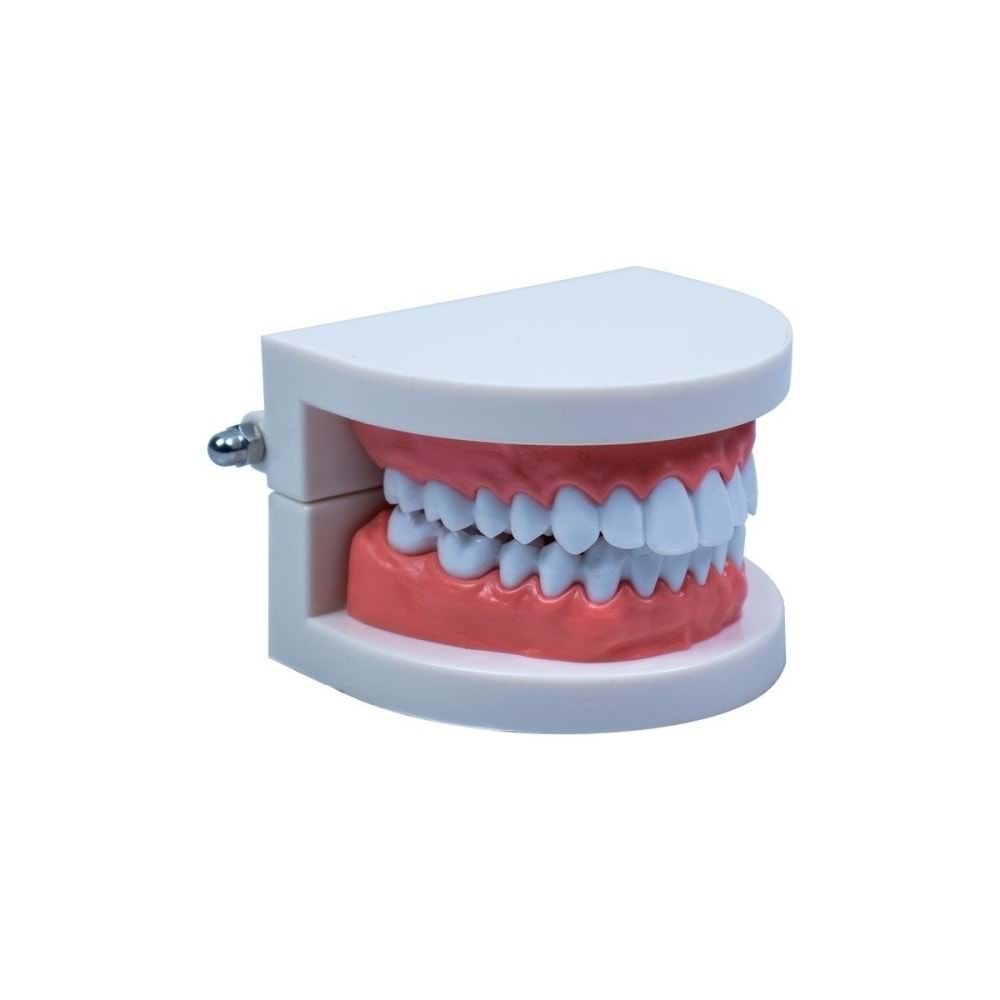 Emin Diş Modeli Anatomisi EM5120