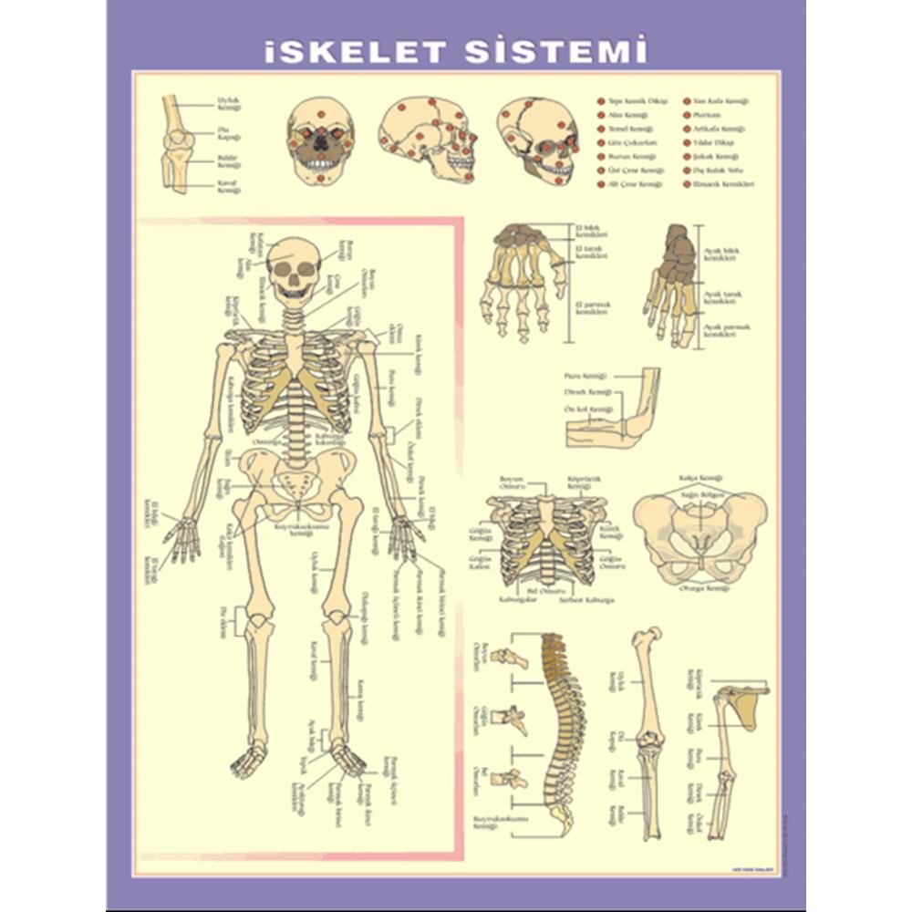 İskelet-Kas-Boşaltım-Göz - Harita K-108