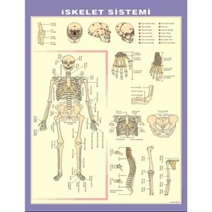 İskelet-Kas-Boşaltım-Göz - Harita K-108