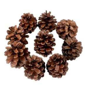 Kika Dekoratif Çam Kozalak Süs 250gr 2006608