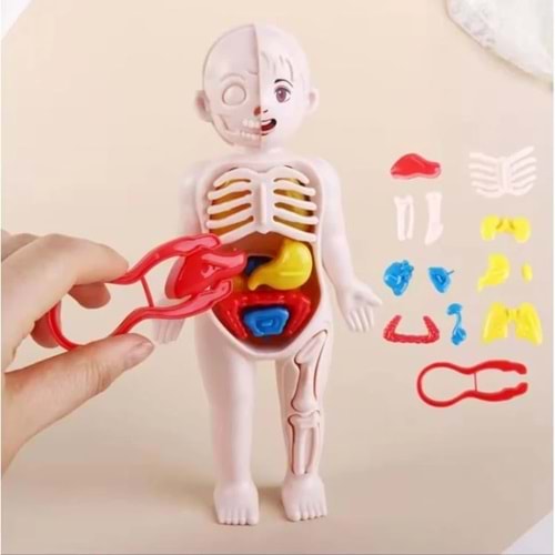Joco İnsan Vücudu Anatomisi 20cm