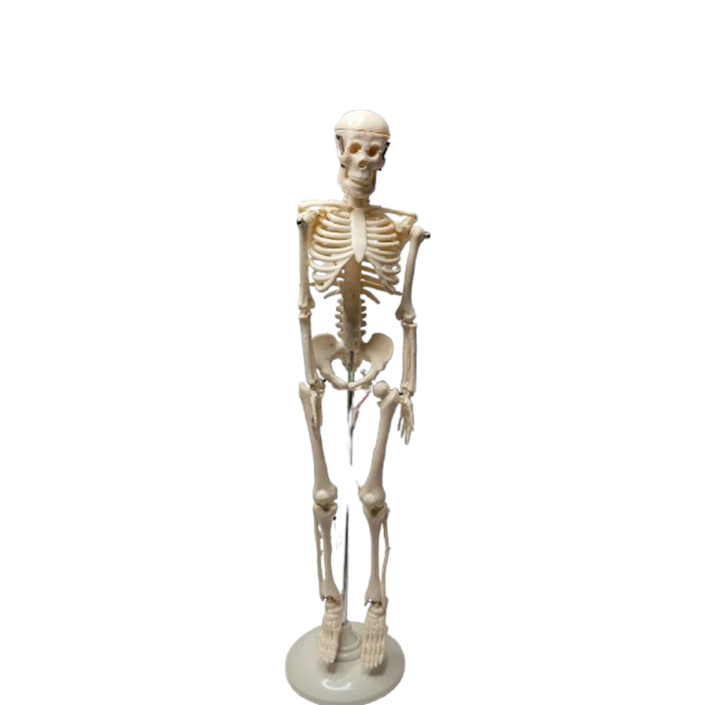 İskelet Modeli 42Cm