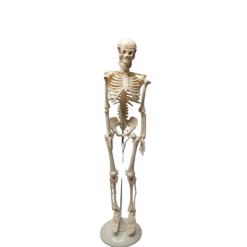 İskelet Modeli 42Cm