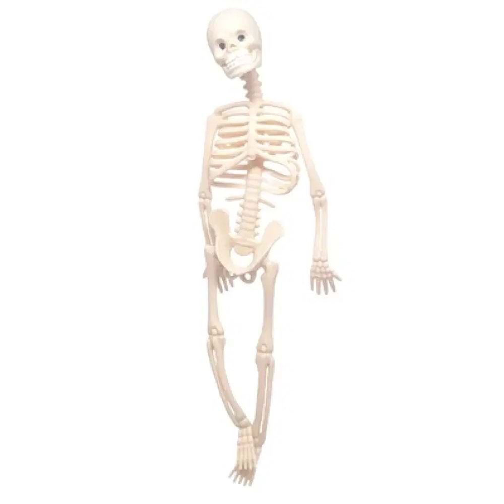 Plastik İskelet (1 Adet)